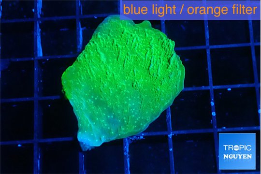 Montipora green cap 3-4 cm WYSIWYG acclimaté