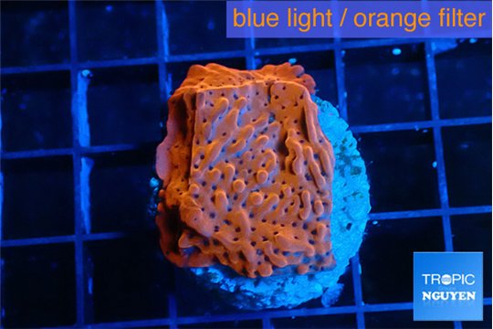 Montipora death spiral 2-3 cm WYSIWYG acclimaté