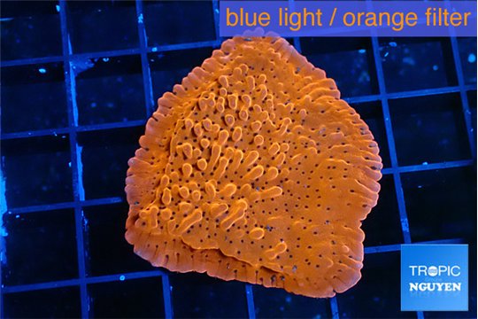 Montipora death spiral 4-5 cm WYSIWYG acclimaté