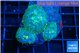 Rhodactis blue & golden spot 3 polyps WYSIWYG acclimaté