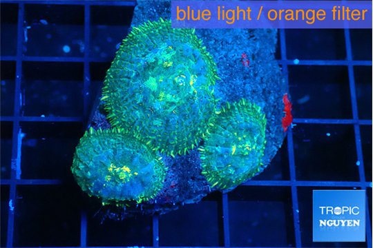 Rhodactis blue & golden spot 3 polyps WYSIWYG acclimaté
