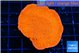 Montipora red cap 4 cm WYSIWYG acclimaté
