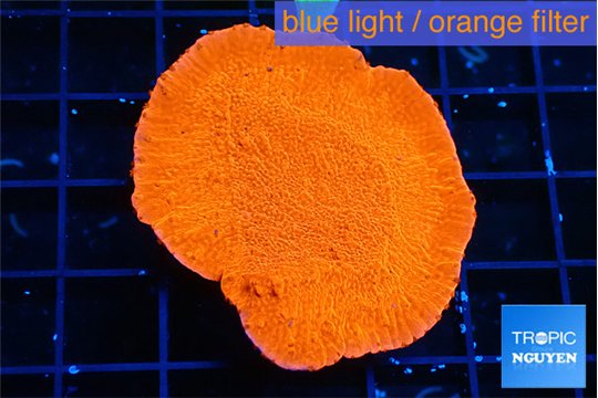Montipora red cap 4 cm WYSIWYG acclimaté