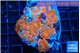 Rhodactis red blue superman 5-7 cm WYSIWYG acclimaté