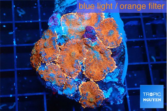 Rhodactis red blue superman 5-7 cm WYSIWYG acclimaté