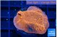 Montipora death spiral 2-3 cm WYSIWYG acclimaté
