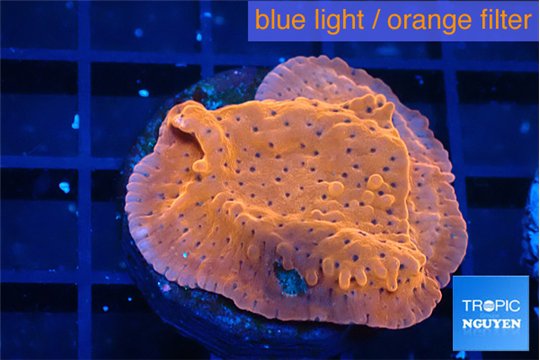 Montipora death spiral 2-3 cm WYSIWYG acclimaté