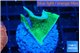 Pavona cactus green 3 cm WYSIWYG acclimaté