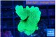 Pavona cactus green 3-4 cm WYSIWYG acclimaté