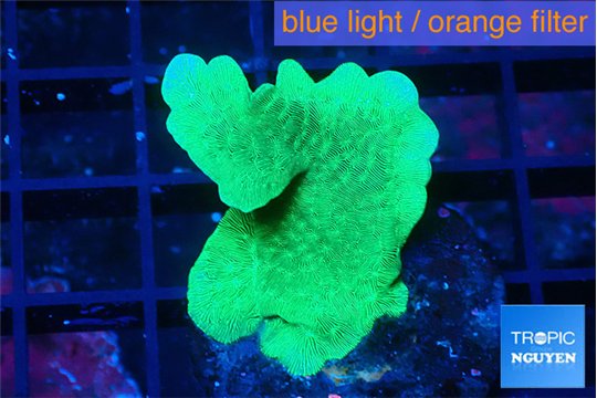 Pavona cactus green 3-4 cm WYSIWYG acclimaté