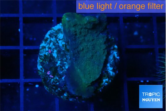 Montipora green & blue polyps 2-3 cm WYSIWYG acclimaté