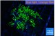 Pachyclavularia neon green 2-4 cm WYSIWYG acclimaté