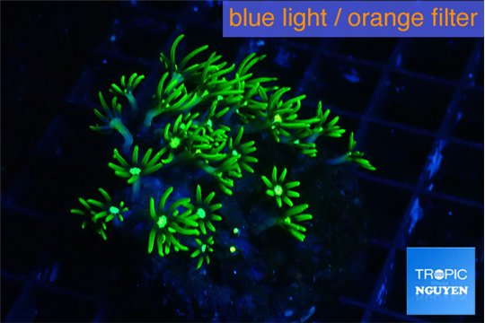Pachyclavularia neon green 2-4 cm WYSIWYG acclimaté
