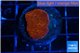 Montipora death spiral 2 cm WYSIWYG acclimaté
