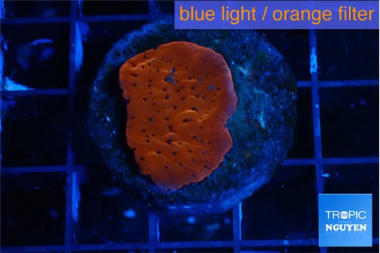 Montipora death spiral 2 cm WYSIWYG acclimaté