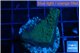Montipora green & blue polyps 2-3 cm WYSIWYG acclimaté