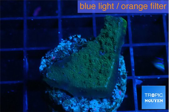 Montipora green & blue polyps 2-3 cm WYSIWYG acclimaté