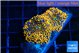 Ricordea yuma red 2 polyps WYSIWYG acclimaté