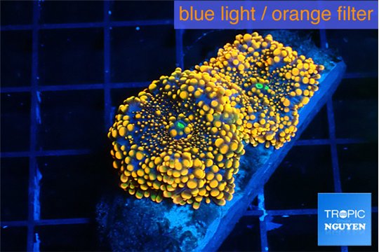 Ricordea yuma red 2 polyps WYSIWYG acclimaté