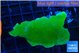 Montipora green cap 4-6 cm WYSIWYG acclimaté