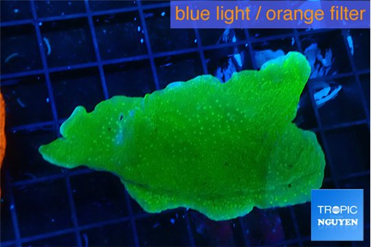 Montipora green cap 4-6 cm WYSIWYG acclimaté