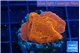 Montipora death spiral 2-3 cm WYSIWYG acclimaté