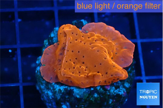 Montipora death spiral 2-3 cm WYSIWYG acclimaté