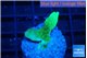 Pavona cactus green 2-3 cm WYSIWYG acclimaté