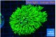 Pachyclavularia neon green 4-6 cm WYSIWYG acclimaté