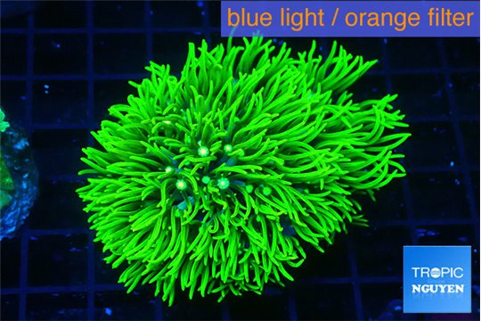 Pachyclavularia neon green 4-6 cm WYSIWYG acclimaté