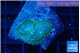 Rhodactis green blue 1 polyp WYSIWYG acclimaté