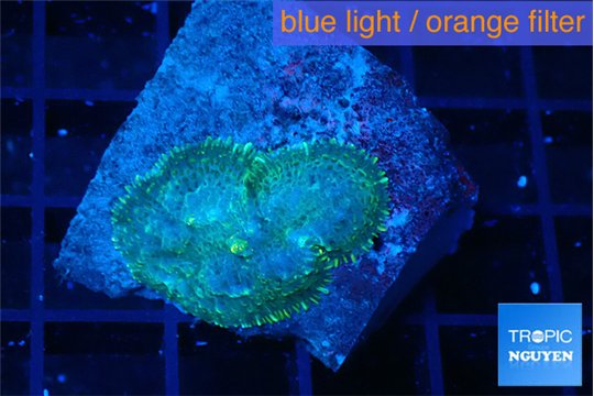 Rhodactis green blue 1 polyp WYSIWYG acclimaté
