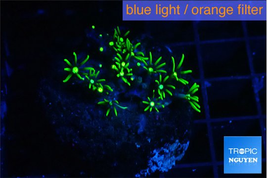 Pachyclavularia neon green 2-3 cm WYSIWYG acclimaté