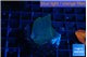 Montipora green & blue polyps 2-3 cm WYSIWYG acclimaté