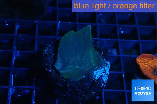 Montipora green & blue polyps 2-3 cm WYSIWYG acclimaté