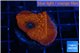 Montipora death spiral 2-3 cm WYSIWYG acclimaté