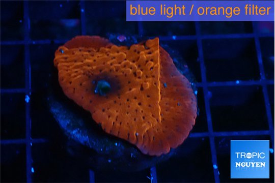 Montipora death spiral 2-3 cm WYSIWYG acclimaté