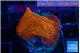 Montipora death spiral 2-3 cm WYSIWYG acclimaté