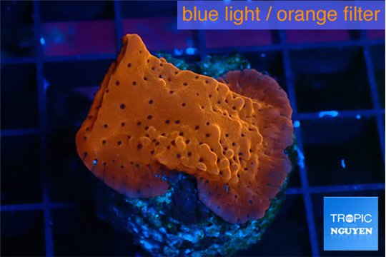 Montipora death spiral 2-3 cm WYSIWYG acclimaté