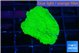 Montipora green cap 2-3 cm WYSIWYG acclimaté
