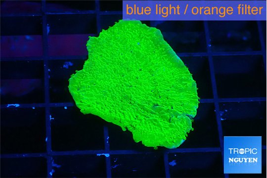 Montipora green cap 2-3 cm WYSIWYG acclimaté