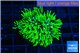 Pachyclavularia neon green 3-4 cm WYSIWYG acclimaté