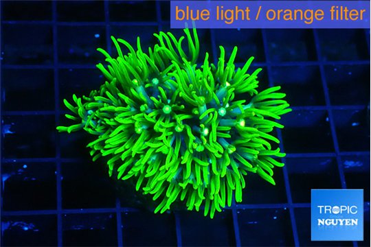 Pachyclavularia neon green 3-4 cm WYSIWYG acclimaté