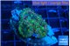 Ricordea yuma green purple 3 polyps WYSIWYG acclimaté