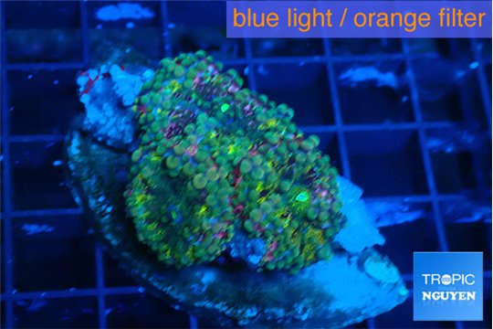 Ricordea yuma green purple 3 polyps WYSIWYG acclimaté