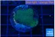 Montipora green & blue polyps 2-3 cm WYSIWYG acclimaté