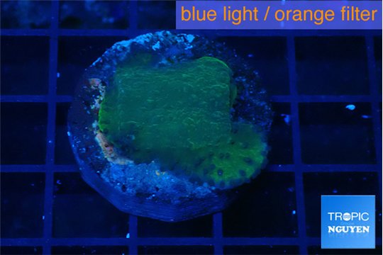 Montipora green & blue polyps 2-3 cm WYSIWYG acclimaté