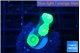 Caulastrea neon green 3 polyps WYSIWYG acclimaté