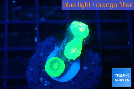 Caulastrea neon green 3 polyps WYSIWYG acclimaté