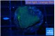 Montipora green & blue polyps 2-3 cm WYSIWYG acclimaté